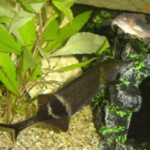 fish_044.jpg