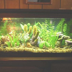 my_tank_rene_biger1.jpg