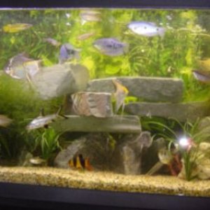 fish_056.jpg