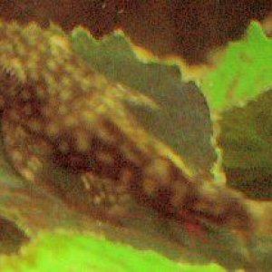 pleco.jpg