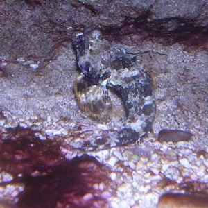 blenny.jpg