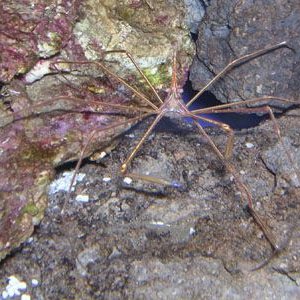 arrowcrab.jpg