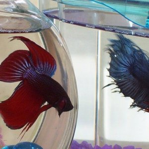 redbetta.JPG