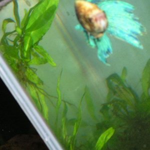 Andrews_tank_072.jpg