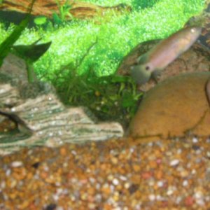 Andrews_tank_076.jpg