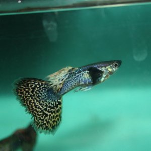 IMG_6575.JPG