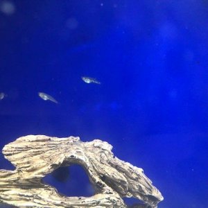 Baby Gourami Fry.jpg