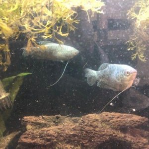 Gourami mom and dad.jpg