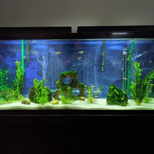 Fish Tank.jpg