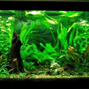 90g Apr 6-09.JPG