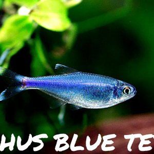 cochus blue tetra.jpg