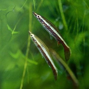 Nannostomus eques.jpg