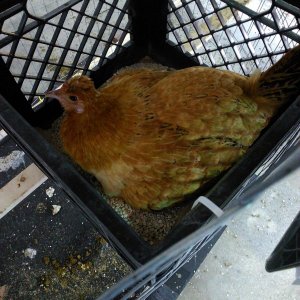 11 Butterscotch Broody (Incubating Eggs).jpeg