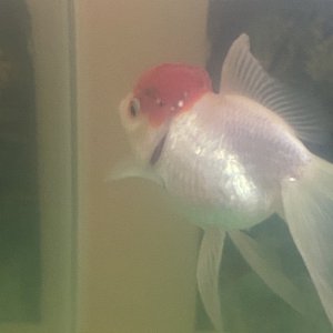 IMG_1366.jpeg