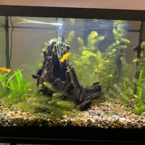 Fishtank.jpg