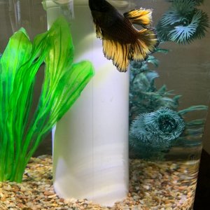 Fishtank1.jpg