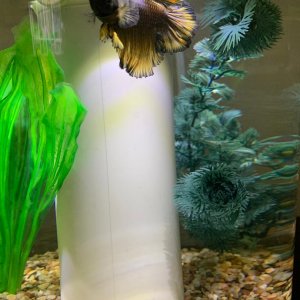 Fishtank2.jpg