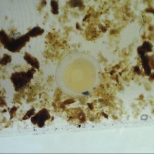 Pirate Perch Embryo.jpg