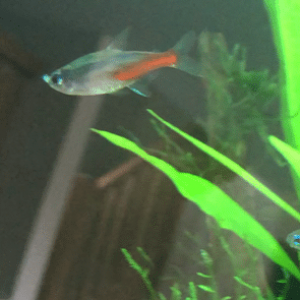 fish1.png
