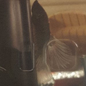 20200419_185007.jpg