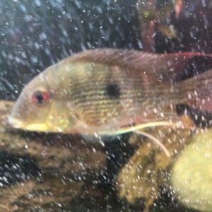 Unknown Cichlid.jpg