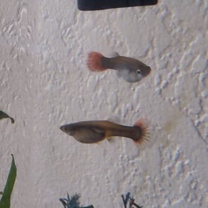 Guppy Girls 2 4.24.jpg