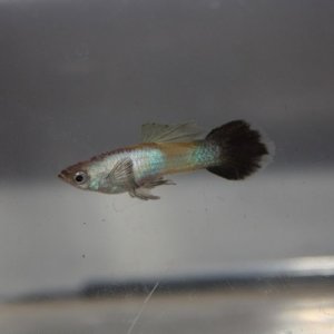 livebearer5 173a.jpg