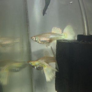 livebearer5 103a.jpg