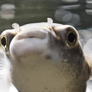 Puffer Fish Images for  Vets4Pets 3.jpg