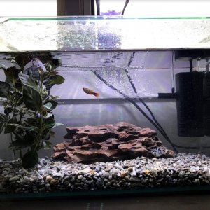 butifal tank.jpg