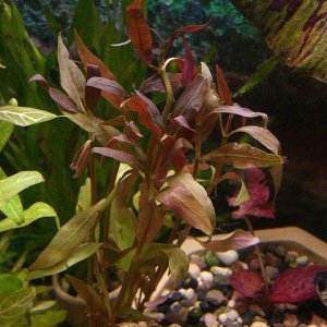 alternanthera reineckii.jpg