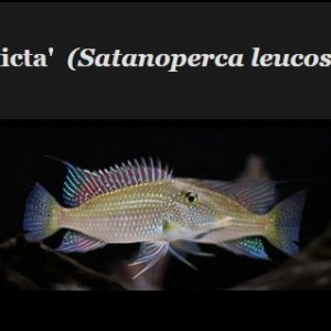 SP Leucosticta.JPG