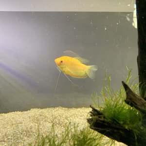 Gourami 2.jpg