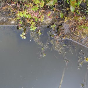 Tadpoles.jpg