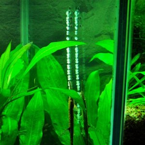 Farlowella spawn 2 (1).JPG