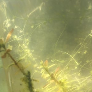 4080AE04-32E2-4574-BEE7-B256DC5E7B35.jpeg