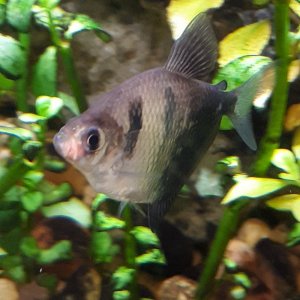 Black_Tetra_Mouth_Growth.jpg