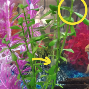 plant.png