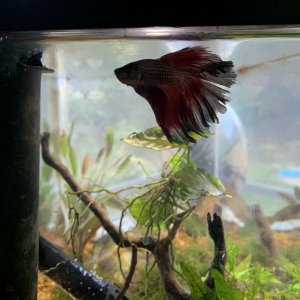 Betta1.JPG