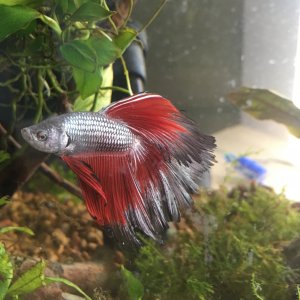 Betta4.JPG