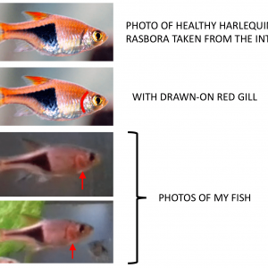 fish.png