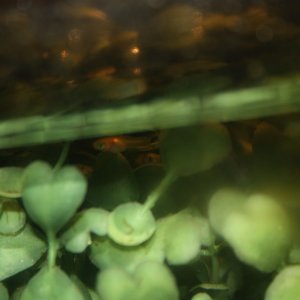 IMG_9688.JPG