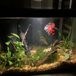 Betta Full Tank.jpg