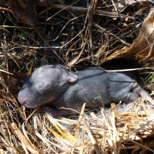 A Baby Rabit.JPG