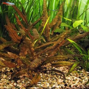 Cryptocoryne wendtii red.jpg