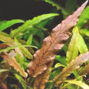 Cryptocoryne undulata2.jpg