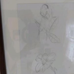 Flower drawing.jpg