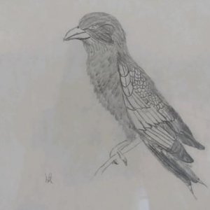 Lilac breasted Roller drawing.jpg