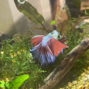 BettaNew7.JPG