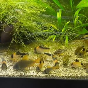 Corydoras feeding on bug bites June 10 2020.mp4